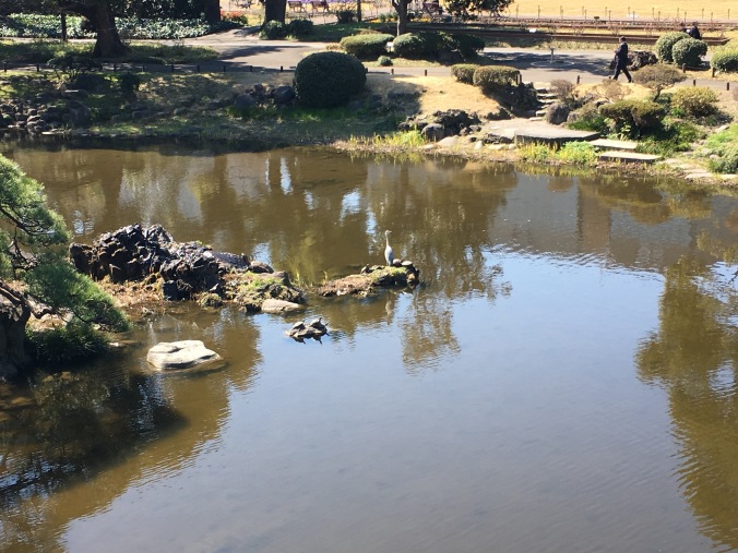 Heron and turtles in a pond at Hibiya Park